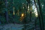 In the dark mystical redwood forest., NPND04_238