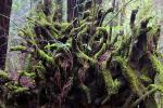 Redwood Tree Root system, moss