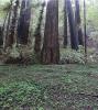 Clover Field, redwood trees, Forest