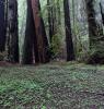 Clover Field, redwood trees, Forest, NPND04_298