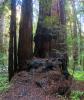 Redwood trees, Forest, burl, NPND04_299