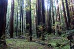 Clover Field, Redwood Trees, Forest
