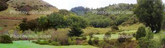 springtime, hills, grass, trees, Marin County