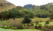 springtime, hills, grass, trees, Marin County, NPND05_012B