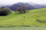 springtime, hills, grass, trees, Marin County, NPND05_013