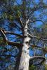Eucalyptus Tree, NPND05_028