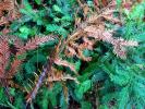 Redwood pine needles, NPND05_042