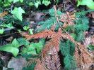 Ivy, Redwood pine needles, NPND05_052