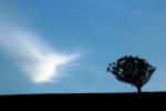 Lone Tree and a cloud, NPND05_069