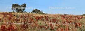 Oak Trees, panorama, Laguna De Santa Rosa, wetlands, Sonoma County Regional Park