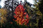 Fall Color Leaves, flaming tree