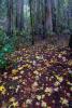 Autumn Leaves on the forest floor, NPND05_187