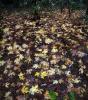 Autumn Leaves on the forest floor, NPND05_188