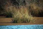 Marsh, reeds, wetland, Marin County, NPND05_227