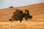 Golden Hills in the Summer with an Oak Tree, NPND05_273