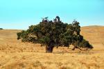 Oak Tree in the Golden Hills, Summer, NPND05_274