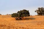 Oak Tree in the Golden Hills, Summer, NPND05_275