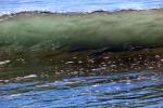 Silky Wave, Drakes Bay, NPND05_282