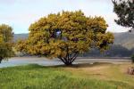 Mimosa Tree, Stinson Beach, Marin County, NPND06_014