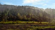 Point Reyes, trees, forest, hills, mountain