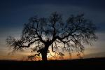 Sunset Oak Tree, NPND06_018
