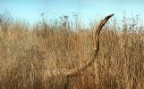 Snake of a Log, wood, grass, NPND06_041