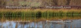 Wetlands, Pond, Lake, Reeds, Flora, Water, wet