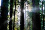 Crepuscular Rays of Light Pierce the Redwood Forest