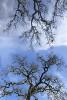 Scraggly Oak Trees, NPND06_073