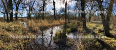 Panorama in Wooded Wetlands, Forest, Grass, Water, Swamp, NPND06_074