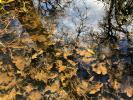Decaying Oak Tree Leaves in Water, Tannic Acid, Wetlands, NPND06_077