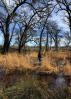 Wooded Wetlands, Forest, Grass, Water, Swamp