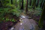 Stream through a Redwood Forest