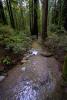 Stream through a Redwood Forest, NPND06_097
