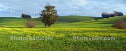 Green Files, Yellow Flowers, Trees, Hills