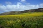 Yellow Mustard Flower Fields, hills, clouds, Pescadero, NPND06_124