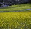 Yellow Mustard Flower Fields, hills, clouds, Pescadero