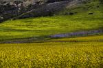 Yellow Mustard Flower Fields, hills, clouds, Pescadero, NPND06_126