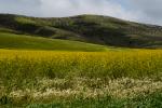 Yellow Mustard Flower Fields, hills, clouds, Pescadero, NPND06_127