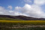 Yellow Mustard Flower Fields, hills, clouds, Pescadero, NPND06_128