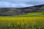 Yellow Mustard Flower Fields, hills, clouds, Pescadero, NPND06_129