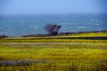 Yellow Mustard Flower Fields, Lone Tree, Pacific Ocean, stormy, windy, whitecaps, NPND06_130
