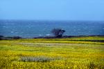 Yellow Mustard Flower Fields, Lone Tree, stormy, windy, whitecaps, NPND06_131