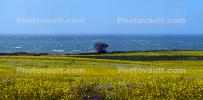 Yellow Mustard Flower Fields, Lone Tree, stormy, windy, whitecaps, NPND06_133