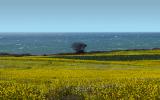 Yellow Mustard Flower Fields, Lone Tree, Pacific Ocean, stormy, windy, whitecaps, NPND06_134