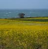 Yellow Mustard Flower Fields, Lone Tree, Pacific Ocean, stormy, windy, whitecaps, NPND06_135