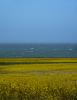 Yellow Mustard Flower Field, Pacific Ocean, stormy, windy, whitecaps, NPND06_136