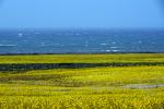 Yellow Mustard Flower Field, Pacific Ocean, stormy, windy, whitecaps