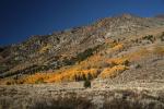 Aspen Trees, Autumn, June Lake Loop, NPND06_201