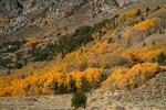 Aspen Trees, Autumn, June Lake Loop, NPND06_203